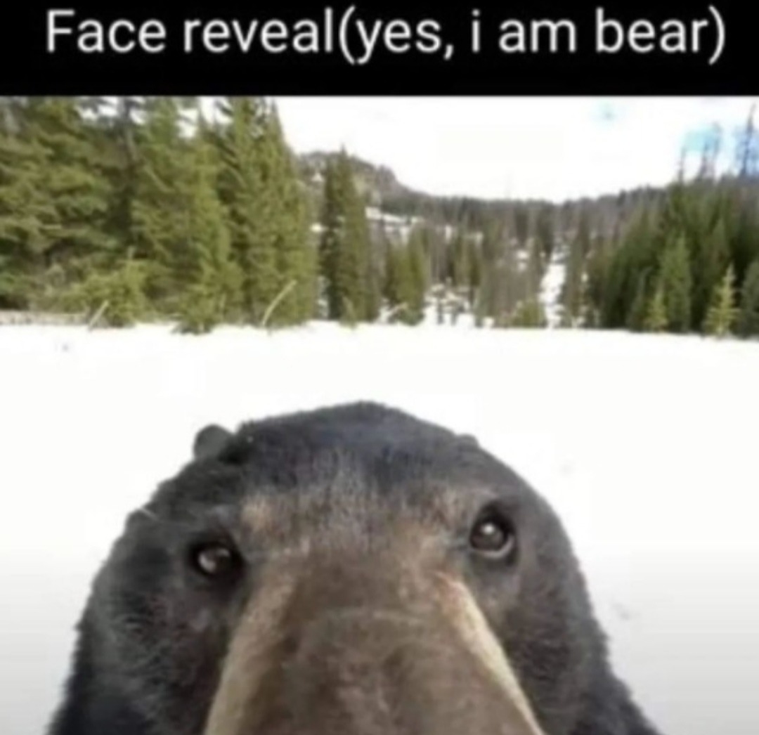 Si, soy un oso, hagan sus preguntas - meme