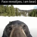 Si, soy un oso, hagan sus preguntas