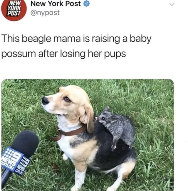 Beagle mama rasing a baby possum - meme