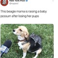 Beagle mama rasing a baby possum