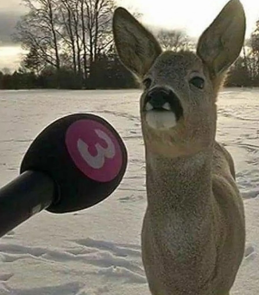 Mr. Deer - meme