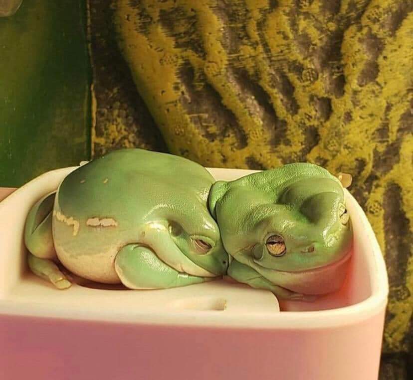 Frog cuddle - meme