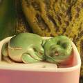Frog cuddle
