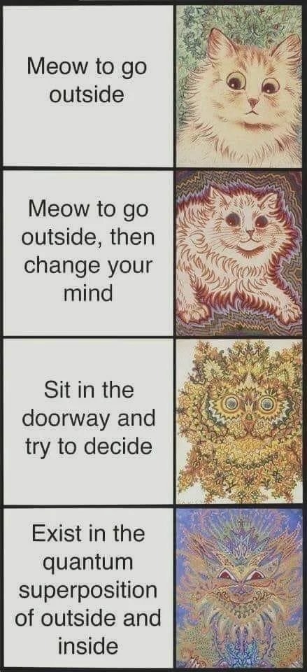 Schrödinger's meow - meme