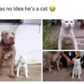 Cat with the spirit of a pitbull
