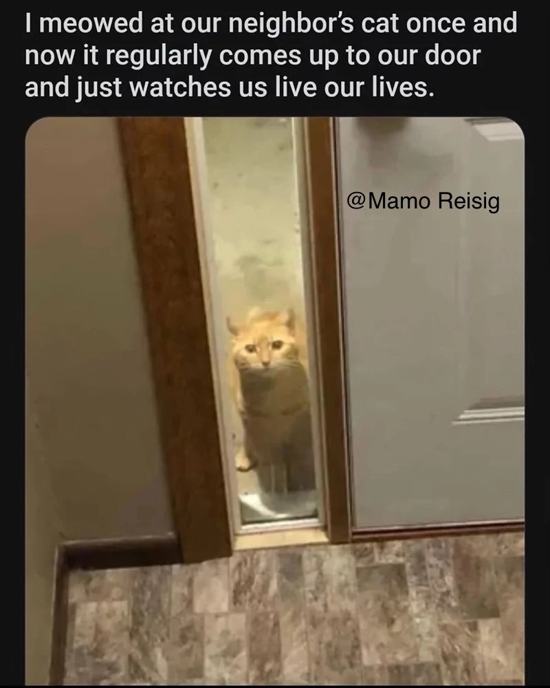 Neighbor’s Cat - meme