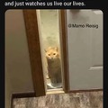 Neighbor’s Cat