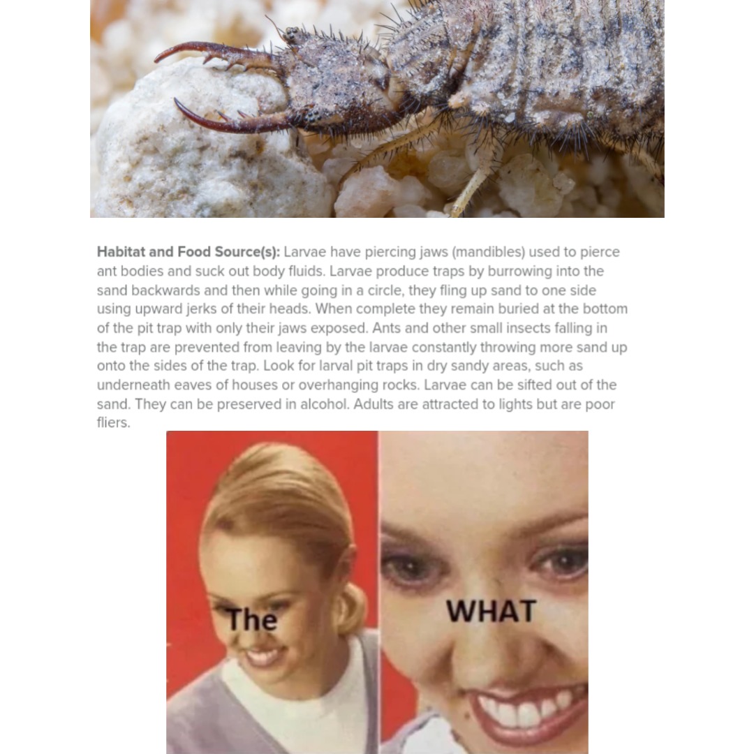 THE ANTLION! this thing has to live in Australia - meme