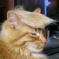 Cat Trump