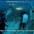 shark reporter