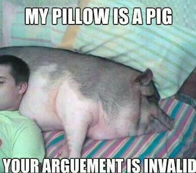 Pig pillow(repost) - meme
