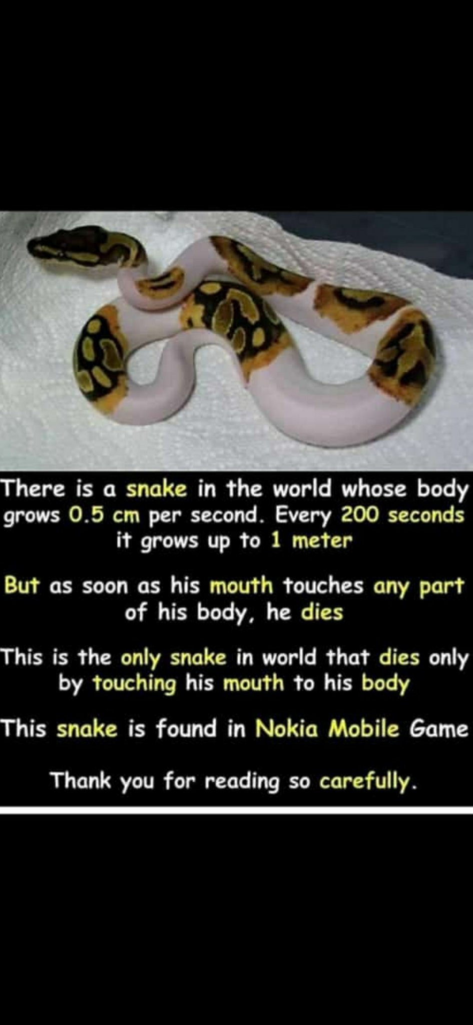 Snake Prank - meme