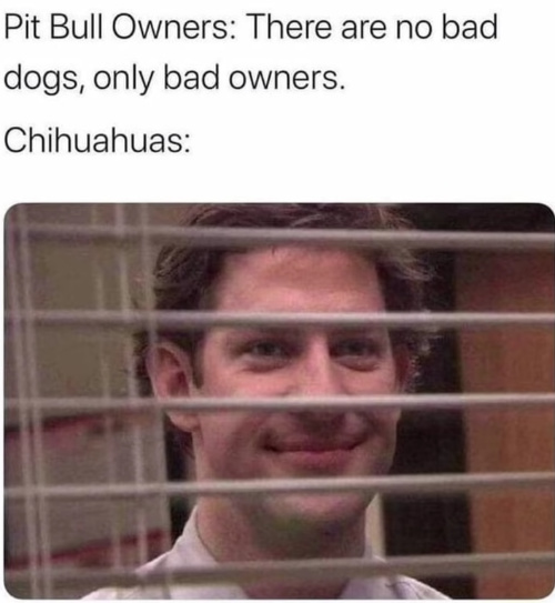 dogs - meme
