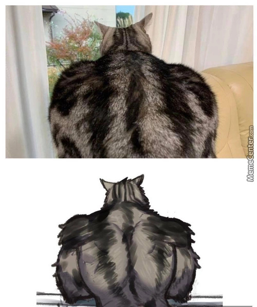 Ripped cat - meme