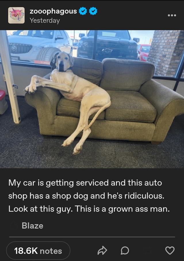 Dog waiting for the car like it's getting serviced too - meme