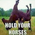 hold your horses