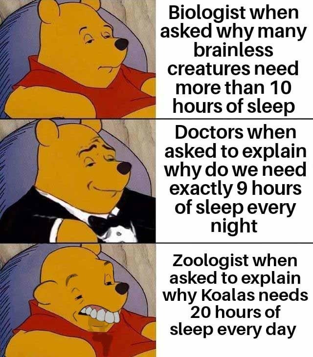 Explain sleep to me like I'm not a koala - meme