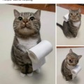 Helper cat