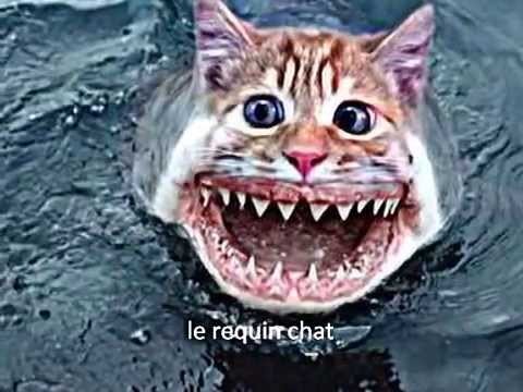 ses un chat normal (dans l'eau) - meme