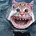 ses un chat normal (dans l'eau)