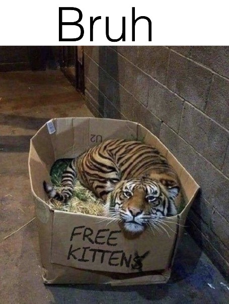 free kitten$ - meme