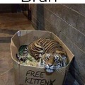 free kitten$