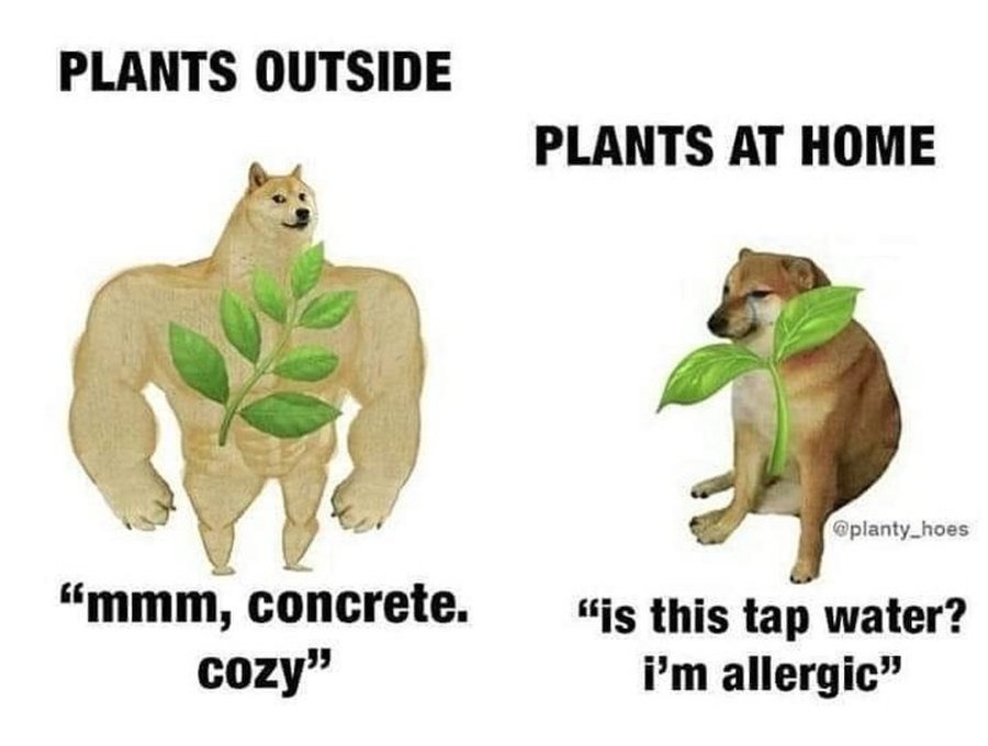 Plants outside and inside - meme
