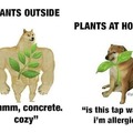Plants outside and inside
