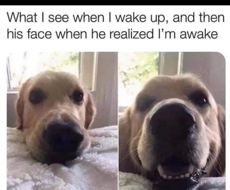 Whe he says when he wakes up and what happens when dog realizes he's awake - meme