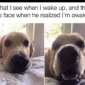 Whe he says when he wakes up and what happens when dog realizes he's awake