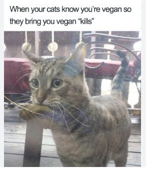 Vegan cat - meme