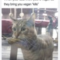 Vegan cat