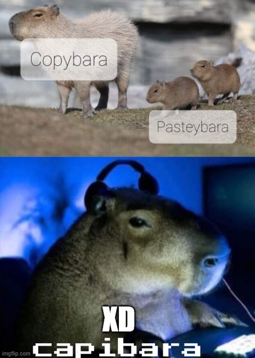 Memes de capibaras para capibaras