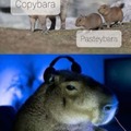 Memes de capibaras para capibaras