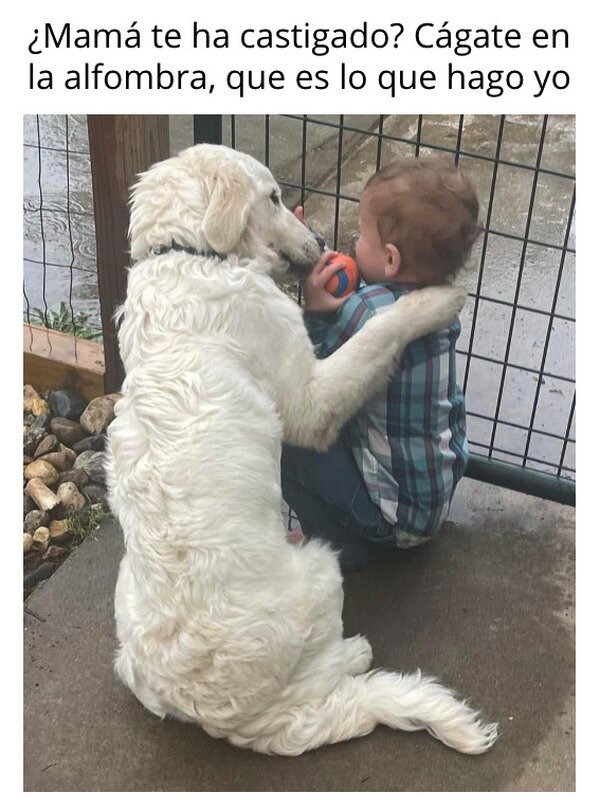 perros y niños son amigos - meme