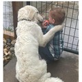 perros y niños son amigos