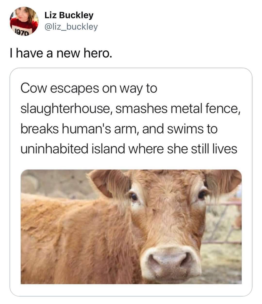 escape cow - meme