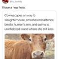 escape cow