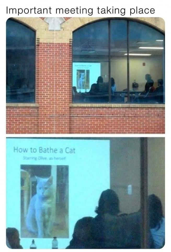 This meeting could've been an email - meme