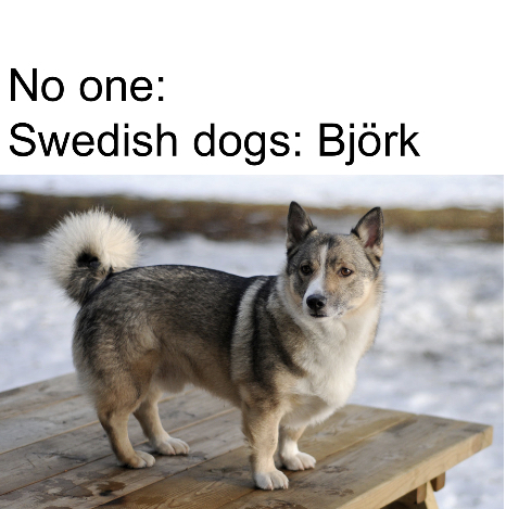 This is a Swedish dog - meme