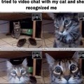 Wholesome cat recognition