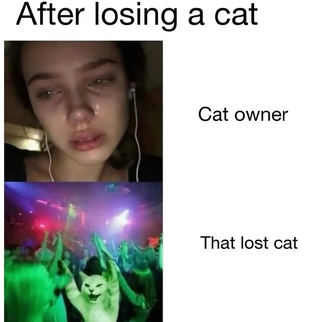 Cat owners looking like they lost a child, cat just chillin - meme