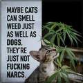 Cats aren't narcs
