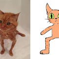 I'm sorry this is how I saw the wet cat
