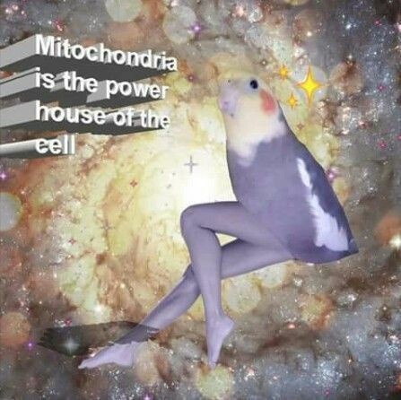 Mitochondria - meme