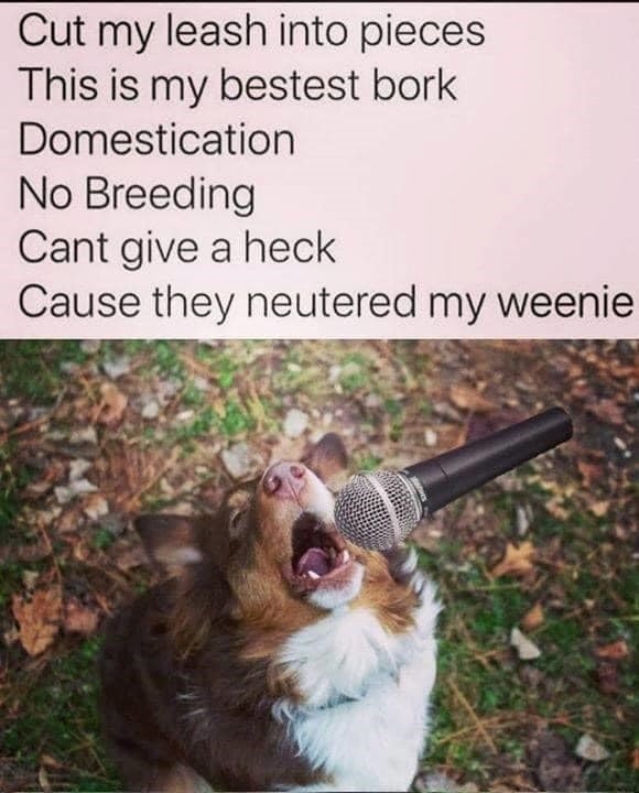 Posting doggo memes Today