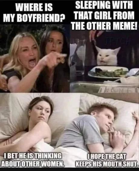 that damn cat - meme