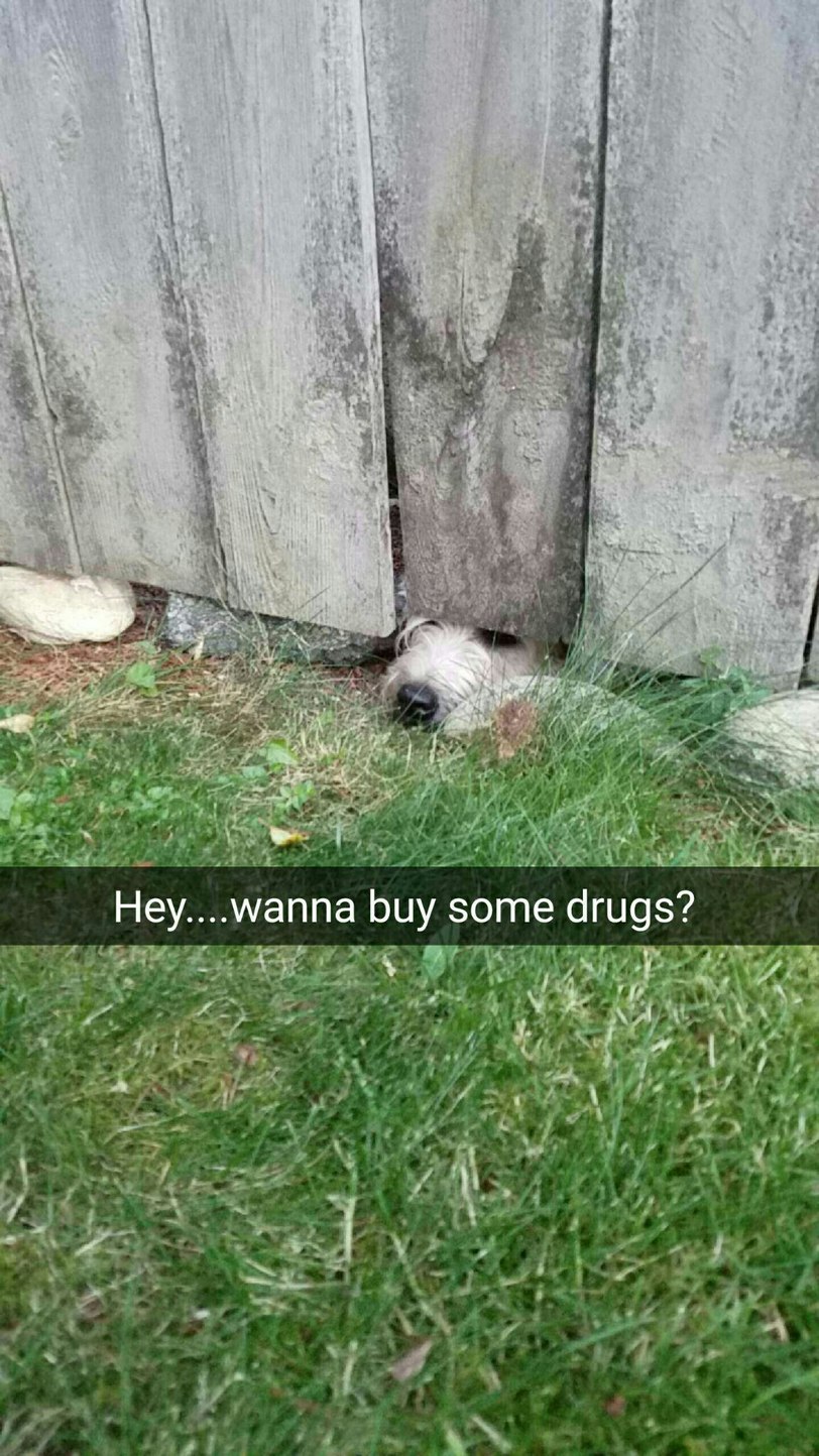 Drug dealing doggo - meme