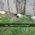 Drug dealing doggo