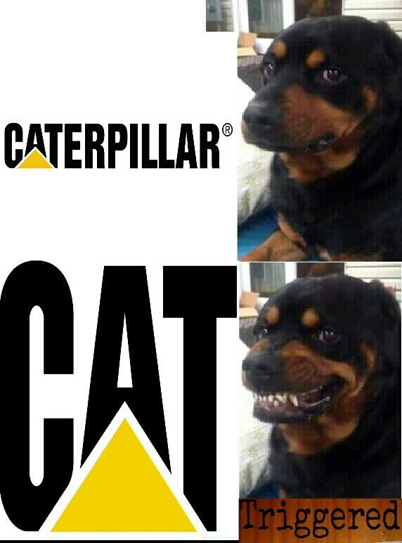 El perro anti-gatos - meme